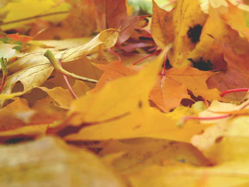 Keep your yard clean and tidy with the best leaf blowers on the market from brands like Greenworks, DeWalt, Milwaukee, Black+Decker, Schroder and more.